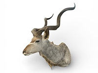 Koedoe - zuid-afrika - afbeelding 2 van  9