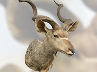 Koedoe - zuid-afrika - afbeelding 3 van  9