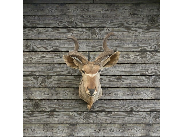 Koedoe - zuid-afrika - afbeelding 4 van  9