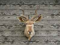 Koedoe - zuid-afrika - afbeelding 4 van  9