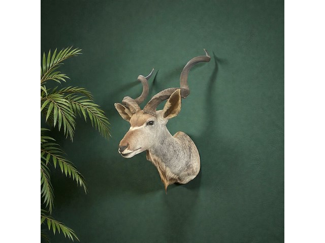 Koedoe - zuid-afrika - afbeelding 5 van  9