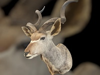 Koedoe - zuid-afrika - afbeelding 6 van  9