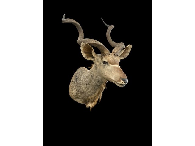 Koedoe - zuid-afrika - afbeelding 7 van  9