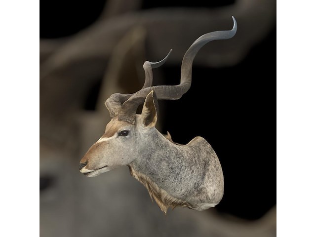 Koedoe - zuid-afrika - afbeelding 8 van  9