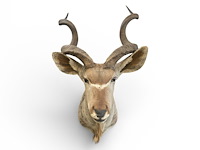 Koedoe - zuid-afrika - afbeelding 9 van  9