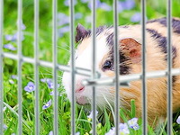 Konijnenren - afbeelding 6 van  7