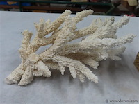 Koraal 2 stuks - afbeelding 2 van  3