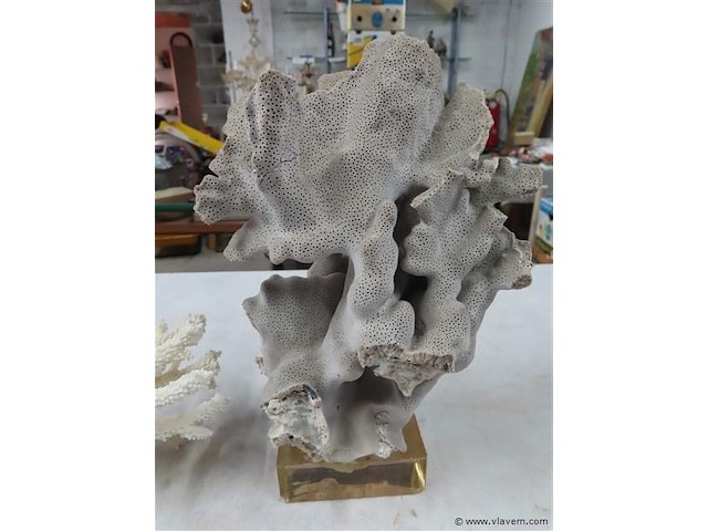 Koraal 2 stuks - afbeelding 3 van  3