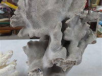 Koraal 2 stuks - afbeelding 3 van  3