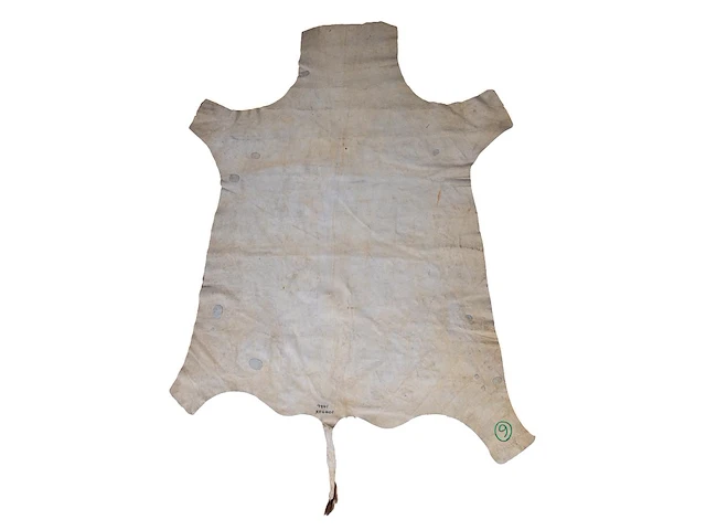Kudu (tragelaphus) hide rug, 200 x 160 cm - afbeelding 2 van  2