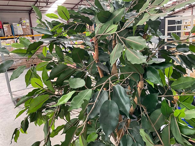 Kunstbomen in pot (3x) - afbeelding 9 van  13