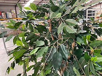 Kunstbomen in pot (3x) - afbeelding 9 van  13