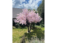 Kunstboom - kamerplant - afbeelding 1 van  4