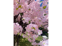 Kunstboom - kamerplant - afbeelding 2 van  4