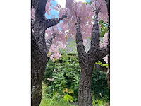 Kunstboom - kamerplant - afbeelding 3 van  4