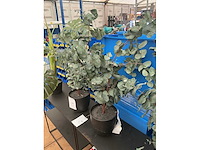 Kunststof kamerplanten (4x) - afbeelding 2 van  3