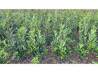 Laurier rotundifolia (ca. 125-150cm) - haag (20x) - afbeelding 4 van  5