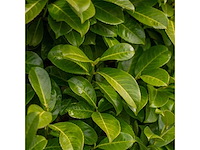Laurier rotundifolia (ca. 125-150cm) - hedge (20x) - afbeelding 2 van  4