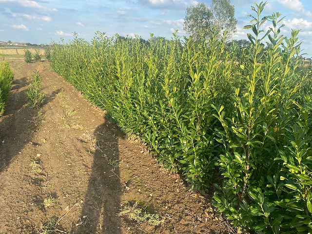 Laurier rotundifolia (ca. 150cm) - haag (10x) - afbeelding 4 van  4