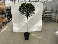Laurierbol op stam (8x)