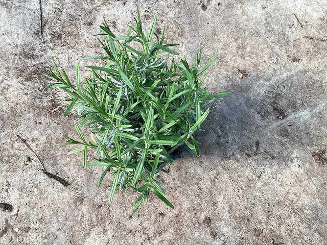 Lavendel (50) - afbeelding 1 van  2