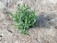 Lavendel (50) - afbeelding 1 van  2