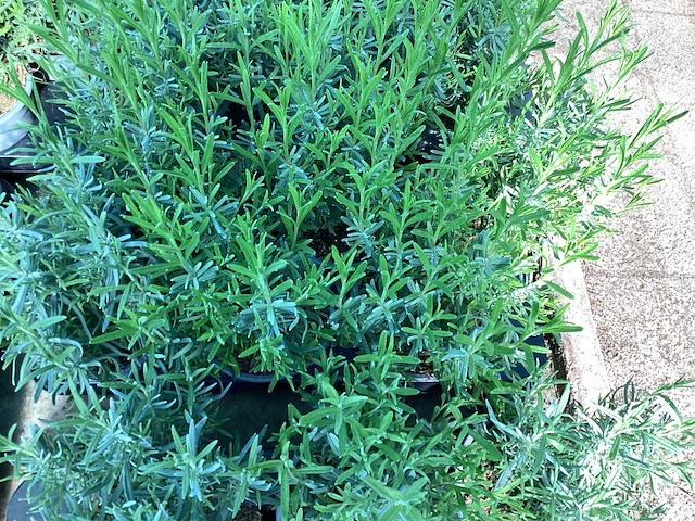 Lavendel (50) - afbeelding 2 van  2