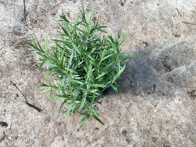 Lavendel (50) - afbeelding 1 van  2