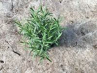 Lavendel (50)
