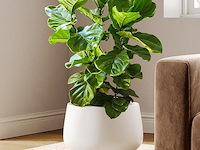 Le tauci keramische bloempot (30 cm) - afbeelding 1 van  3