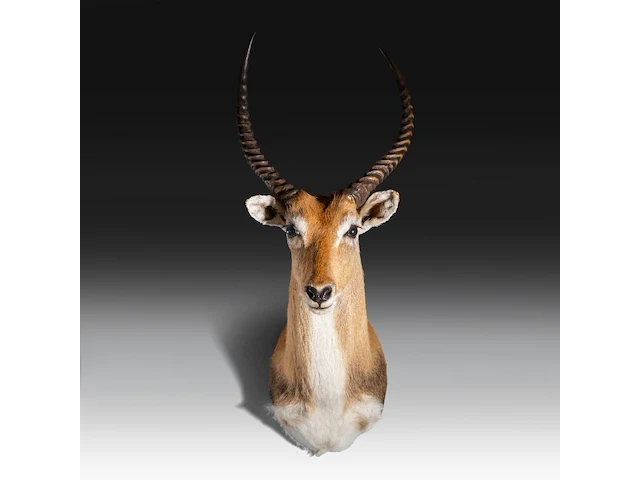Lechwe, red lechwe, or southern lechwe (kobus leche) shoulder mount, taxidermy trophy, h 100 cm - w 40 cm - d 50 cm - total weight 5,2 kg - afbeelding 1 van  3