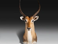 Lechwe, red lechwe, or southern lechwe (kobus leche) shoulder mount, taxidermy trophy, h 100 cm - w 40 cm - d 50 cm - total weight 5,2 kg