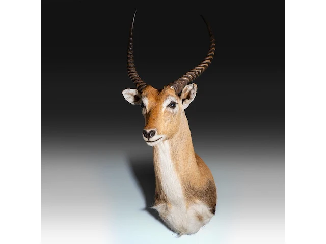 Lechwe, red lechwe, or southern lechwe (kobus leche) shoulder mount, taxidermy trophy, h 100 cm - w 40 cm - d 50 cm - total weight 5,2 kg - afbeelding 2 van  3