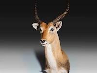 Lechwe, red lechwe, or southern lechwe (kobus leche) shoulder mount, taxidermy trophy, h 100 cm - w 40 cm - d 50 cm - total weight 5,2 kg - afbeelding 2 van  3