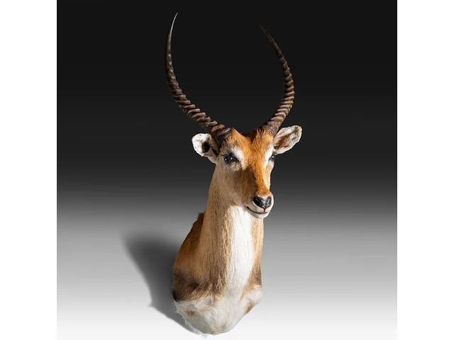 Lechwe, red lechwe, or southern lechwe (kobus leche) shoulder mount, taxidermy trophy, h 100 cm - w 40 cm - d 50 cm - total weight 5,2 kg - afbeelding 3 van  3
