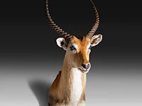Lechwe, red lechwe, or southern lechwe (kobus leche) shoulder mount, taxidermy trophy, h 100 cm - w 40 cm - d 50 cm - total weight 5,2 kg - afbeelding 3 van  3