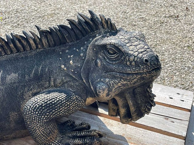 Leguaan h33cm x l100cm - afbeelding 1 van  3