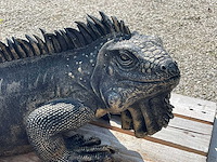 Leguaan h33cm x l100cm - afbeelding 1 van  3