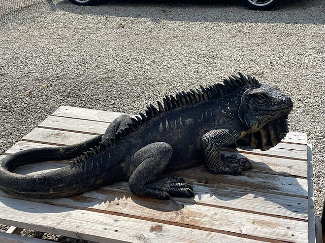 Leguaan h33cm x l100cm - afbeelding 3 van  3