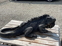 Leguaan h33cm x l100cm - afbeelding 3 van  3