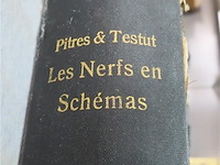 Les nerfs en schémas - afbeelding 2 van  4