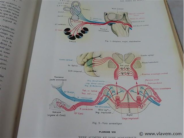 Les nerfs en schémas - afbeelding 4 van  4