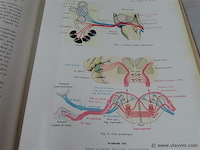 Les nerfs en schémas - afbeelding 4 van  4
