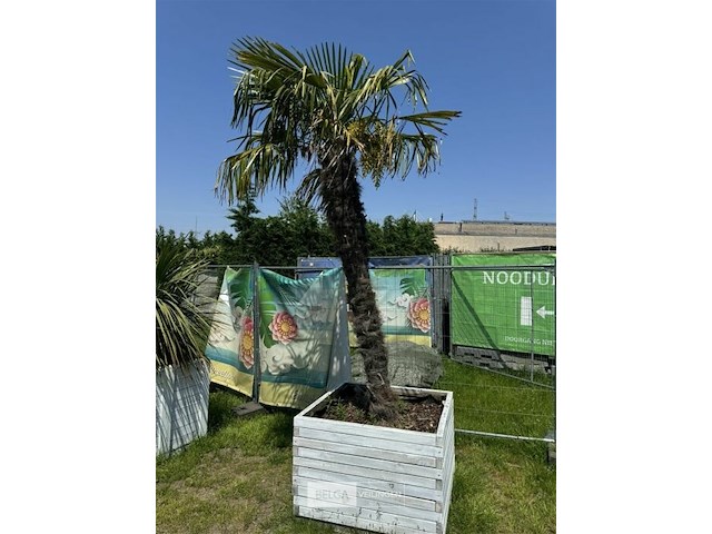 Levende palmboom in bloembak - afbeelding 1 van  3