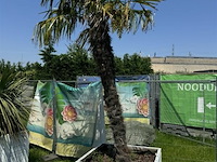 Levende palmboom in bloembak - afbeelding 1 van  3