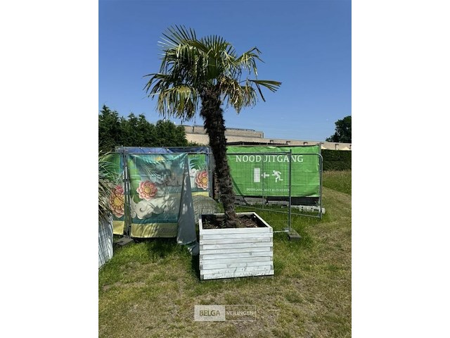 Levende palmboom in bloembak - afbeelding 2 van  3