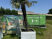 Levende palmboom in bloembak - afbeelding 2 van  3