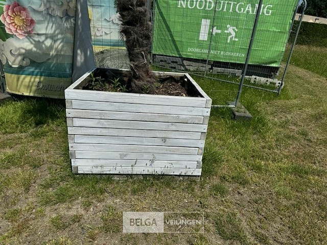 Levende palmboom in bloembak - afbeelding 3 van  3