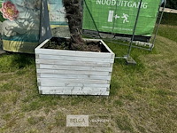Levende palmboom in bloembak - afbeelding 3 van  3
