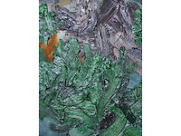 Lex van lith - abstracte tuincompositie - olie op doek - 50x80 cm - afbeelding 2 van  12